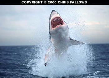 Great white shark breaching