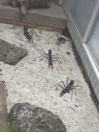 sculpture ants