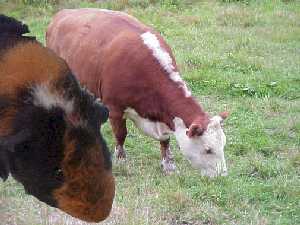 Cow and Gunieq Pig grazing