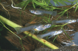 Mosquitofish (Gambusia affinis)
