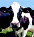 Cows (and other interesting animals)