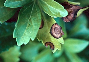 Volutella blight on Japanese spurge.