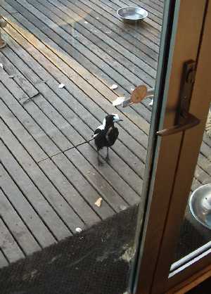 Our magpie neighbour at the kitchen door