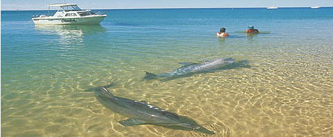 Monkey Mia dolphins