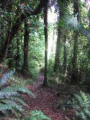 Click to follow this ancient woodland path in search of the Green Man