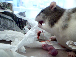 Rat eating afterbirth