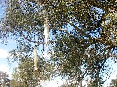 giant bogong moth pupae