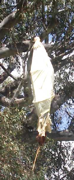 giant bogong moth pupae