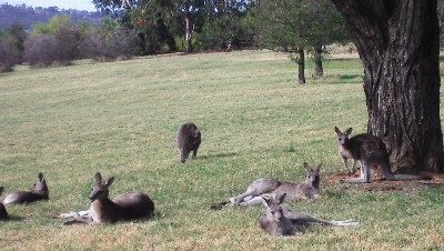 Kangaroos
