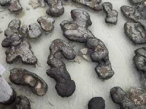 Stromatolites